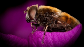 微距下的蜜蜂昆虫壁纸