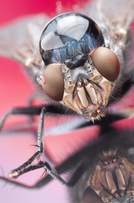 Macroworld昆虫微距摄影