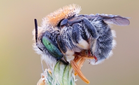彩色蜜蜂苍蝇特写壁纸
