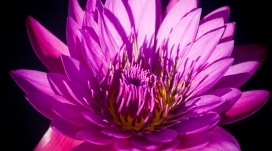 盛开的紫色“莲花”
