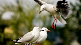 红嘴海鸥鸟壁纸