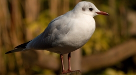 形单影只的海鸥鸟