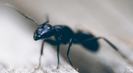 黑色蚂蚁壁纸