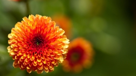 激烈的黄红菊花