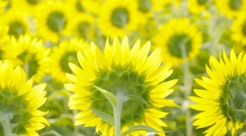 大片黄色向日葵花