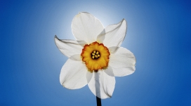 白色水仙花壁纸