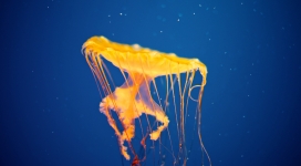 在深海的黄色海蜇