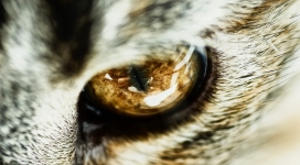 炯炯有神的猫眼写真壁纸