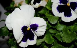 紫罗兰白绿花