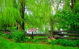 翠绿的公园景观