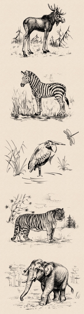 Animals动物手绘插画