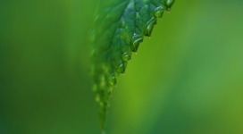 绿叶雨滴
