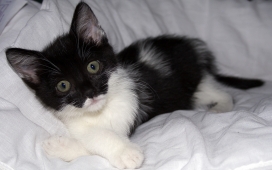 休闲的小黑白猫