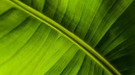 香蕉叶特写壁纸