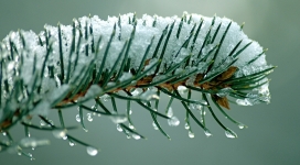 枞针树上沉甸甸的冰