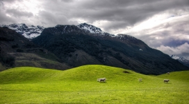山区丘陵绿色草原上的山羊