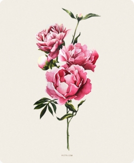 Flowers鲜花植物插画