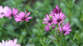 绿草中的紫色雏菊