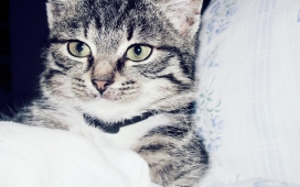 床上可爱的小猫