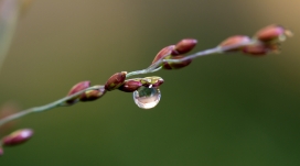 嫩叶上的水滴