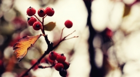 枯枝上的红色小山楂果