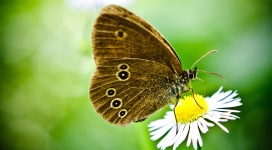 野生菊花上的咖啡色花蝴蝶壁纸