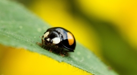 黑黄甲虫壁纸