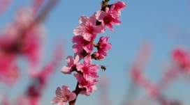 飞向红色杜鹃花的蜜蜂