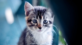 kitty猫咪宠物壁纸