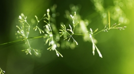 绿草如茵的绿穗