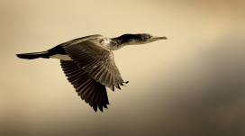 飞行的粗毛鸟野鸭