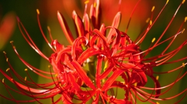 红色丝条“章鱼”红花