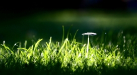 绿草中的白蘑壁纸
