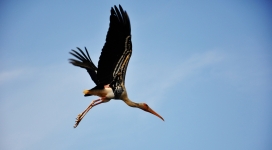 自由飞翔的彩绘鹳