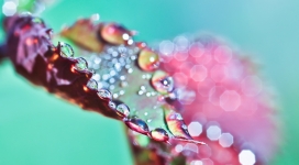 湿紫叶上的水珠