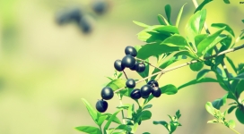 绿叶上的夏天黑色浆果