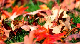 覆盖在绿草上的红色枫叶壁