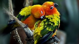 卿卿我我抓痒的parrots鹦鹉