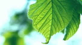 嫩嫩的绿叶壁纸