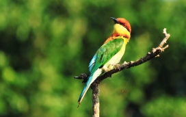 枯枝干上的鹦鹉鸟