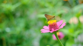 粉红叶上授粉的黄色斑点蝴蝶