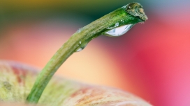 苹果蒂上的水珠