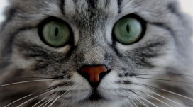 睁大眼睛的猫