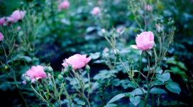 粉红色玫瑰花园