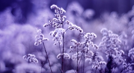 紫色模糊絮状类植物