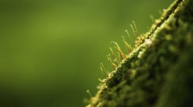 微小细丝状的绿色植物写真