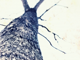一棵老枯树
