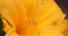 黄色百合花瓣必知