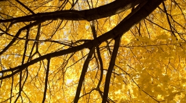 漂亮的黄色叶树干