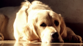 阳光下打盹的狗